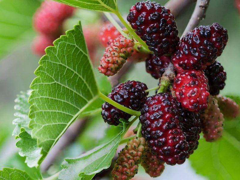 Шелковица купить саженцы из питомнике в Минусинске