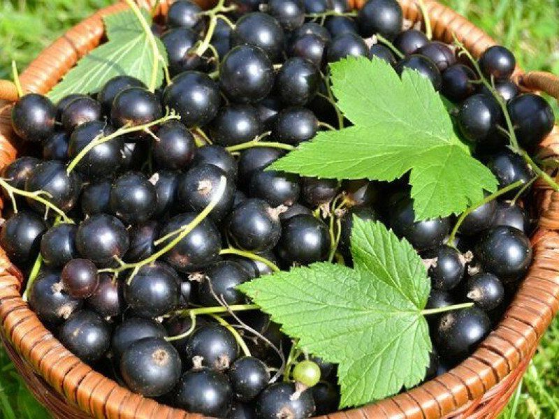 Смородина купить саженцы из питомника в Минусинске