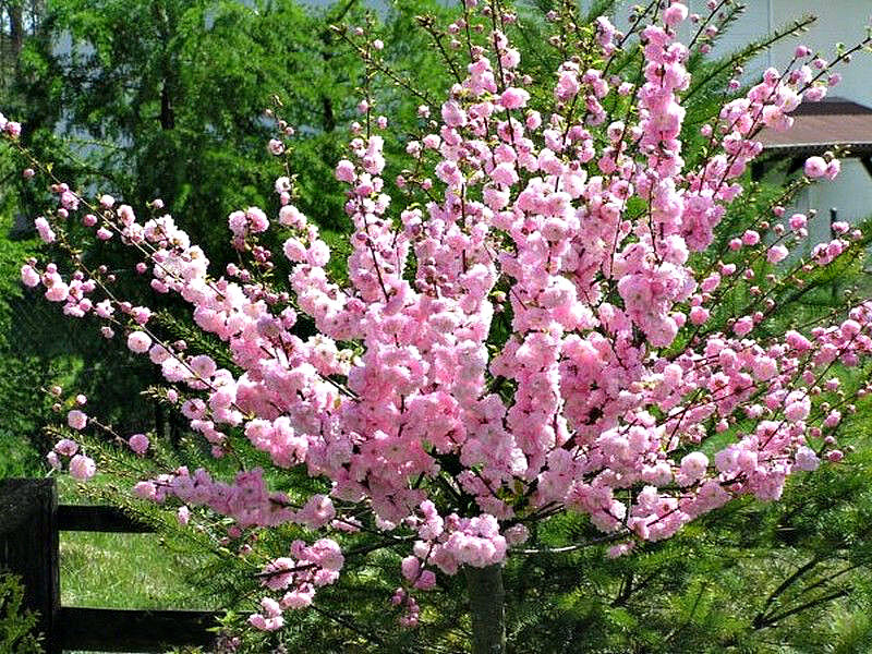 Миндаль купить саженцы из питомника в Минусинске