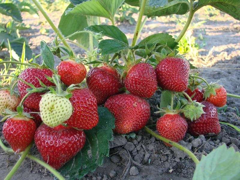 Клубника купить саженцы из питомника в Минусинске
