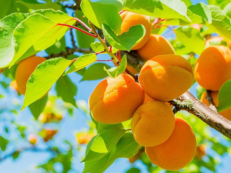 Абрикос купить саженцы из питомнике в Минусинске