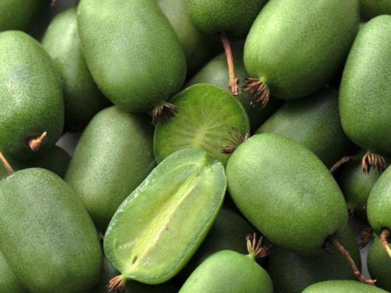 Актинидия купить саженцы из питомнике в Минусинске