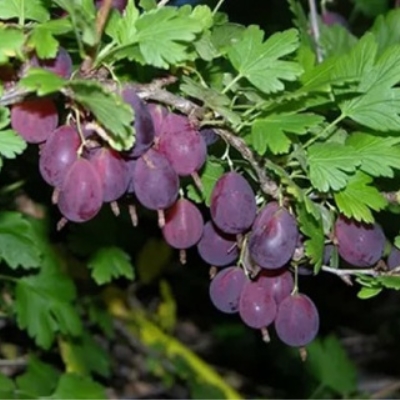 Крыжовник "ГРУШЕНЬКА"