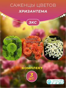 Хризантема Код Грин, Кельвин Мандарин, Белый Помпон, 3 шт