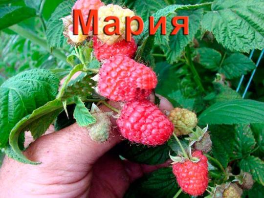 Малина "МАРИЯ"