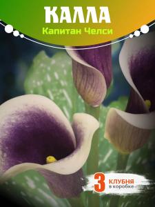 Калла клубни цветов Капитан Челси 3 шт