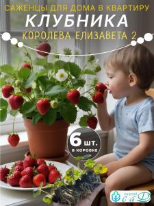 Клубника саженцы Королева Елизавета 2 для подоконника 6 шт