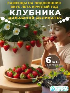 Саженцы клубники для подоконника Домашний деликатес 6 шт
