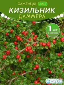 Кизильник Даммера саженец