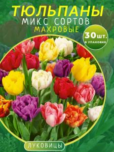 Тюльпаны махровые микс 30 штук