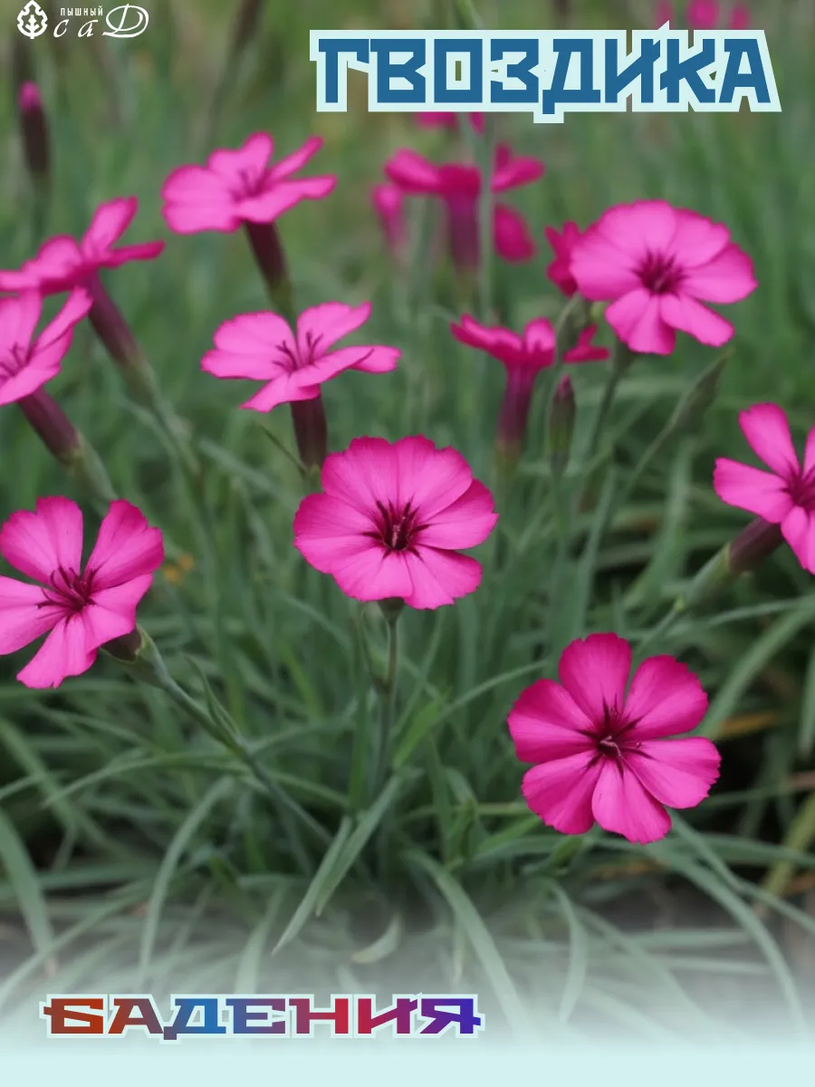 Гвоздика многолетняя Бадения