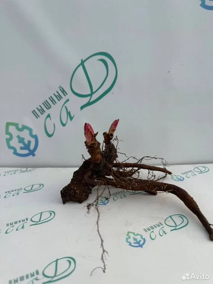Пион "КОРАЛ СУПРИМ"