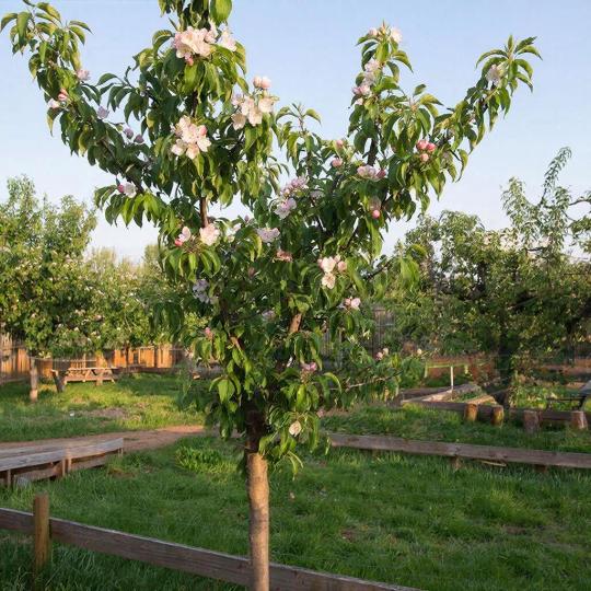 Абрикос колоновидный "САННИ" среднего срока созревания (самоплодный)
