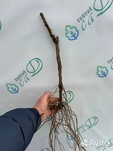 Виноград "БАКО" (конец сентября)