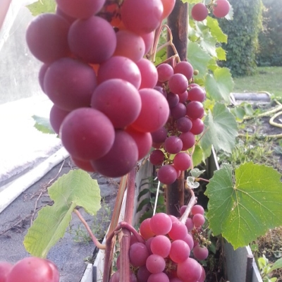 Виноград "ГУНА"